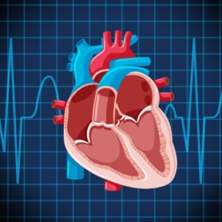 رسمة توضيحية للقلب