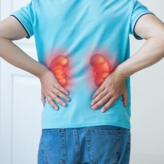 رسم توضيحي لموضع الكليتين بجانبي العمود الفقري