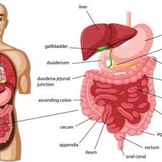 رسم توضيحي لجهاز الهضم عند الإنسان