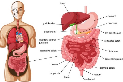 رسم توضيحي لجهاز الهضم عند الإنسان