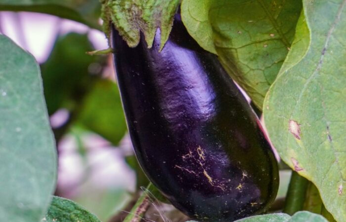 نبات الباذنجان الأسود