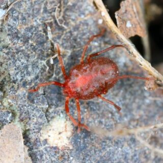 عنكبوت أحمر