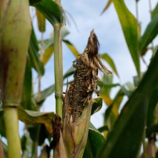 ذرة صفراء متفحمة على نبتة الذرة