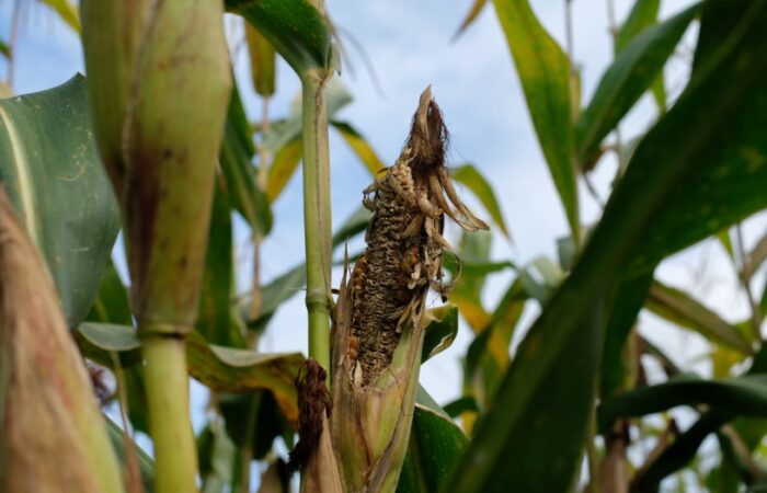 ذرة صفراء متفحمة على نبتة الذرة