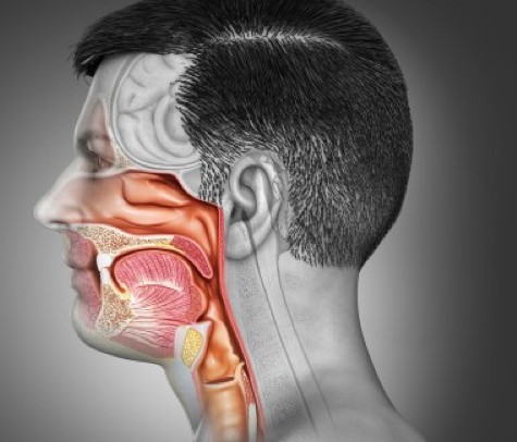 رسم توضيحي للوجه والعضلات بداخله