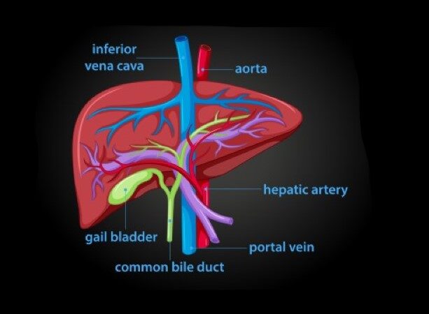 رسمة توضيحية للكبد وأوردته