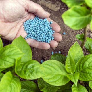 شخص يقوم برش سماد على شكل حبيبات زرقاء اللون بجانب ساق نبتة خضراء