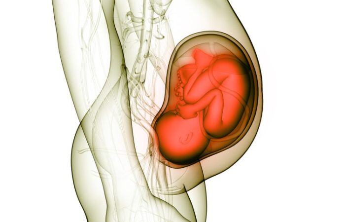 رسم ثلاثي الأبعاد لجنين داخل الرحم