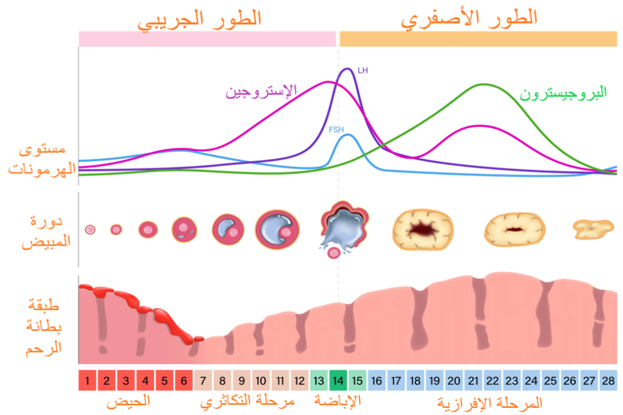 رسم توضيحي لمراحل الإباضة عند الأنثى
