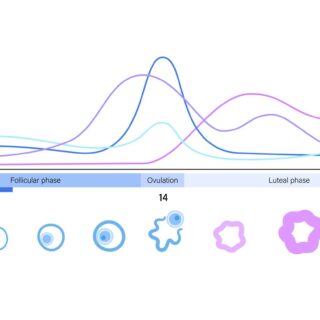 رسم توضيحي لتغير شكل البويضة خلال الدورة الطمثية للمرأة