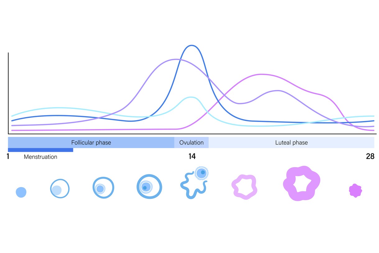 رسم توضيحي لتغير شكل البويضة خلال الدورة الطمثية للمرأة