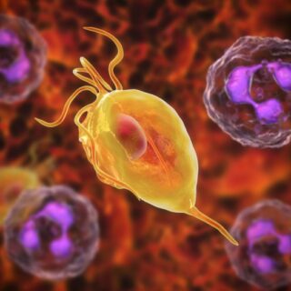 داء المشعرات على شكل كيس صغير أصفر اللون في وسط أحمر