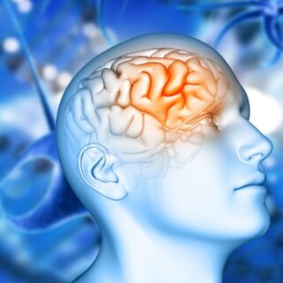 شكل ثلاثي الأبعاد للدماغ في رأس الإنسان