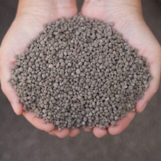 يدي شخص تحملان حبيبات رمادية اللون