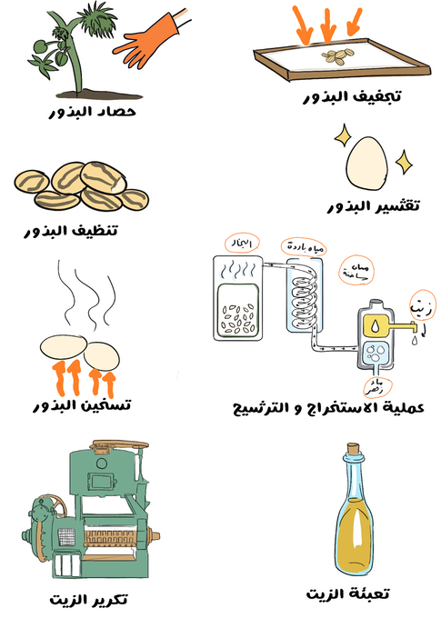 رسم توضيحي يُبيّن صنع زيت الخروع من خلال تجفيف البذور وتقشيرها ثم تسخينها وترشيح المحلول للحصول على الزيت