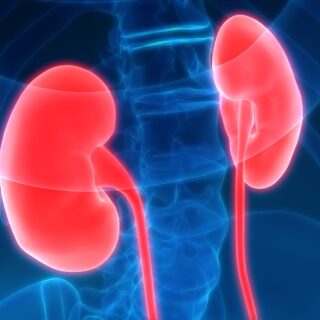 رسم ثلاثي الأبعاد لكلية الإنسان