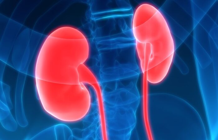 رسم ثلاثي الأبعاد لكلية الإنسان