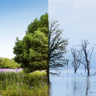 شجرة خضراء موجودة ضمن حقل وحولها أعشاب خضراء وبركة مياه موجود ضمنها أشجار دون أوراق