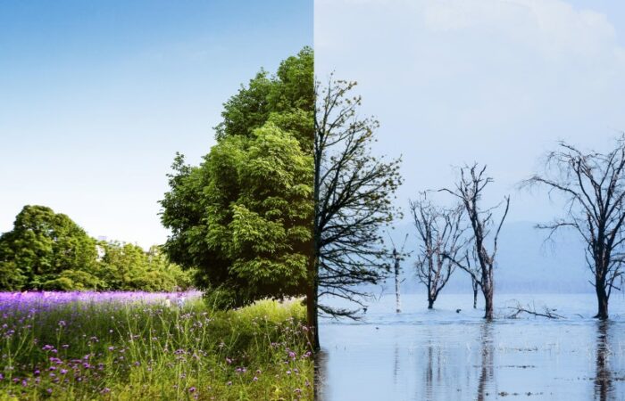 شجرة خضراء موجودة ضمن حقل وحولها أعشاب خضراء وبركة مياه موجود ضمنها أشجار دون أوراق