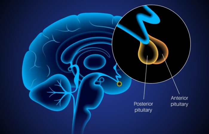 رسم للمخيخ وغدة صغيرة ضمنه