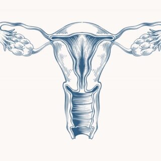 جهاز التكاثر الأنثوي الرحم والمبيض وقناة فالوب