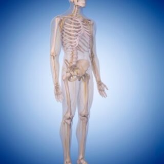 رسم ثلاثي الأبعاد للهيكل العظمي