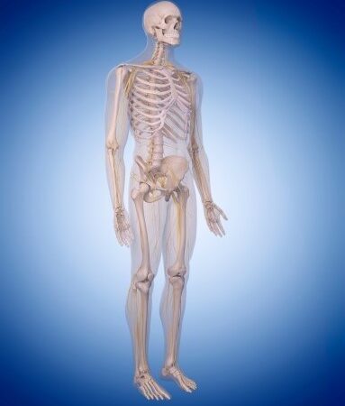 رسم ثلاثي الأبعاد للهيكل العظمي