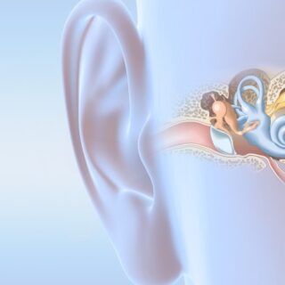 رسم ثلاثي الأبعاد للأذن الداخلية لأذن شخص