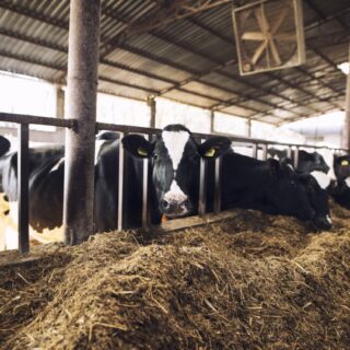 أبقار تتناول الأعلاف في الحظيرة