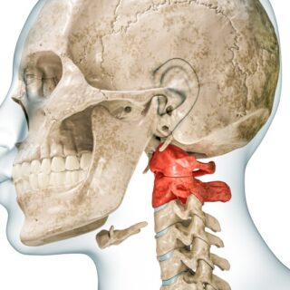 رسم ثلاثي الأبعاد للجمجمة وفقرات الرقبة