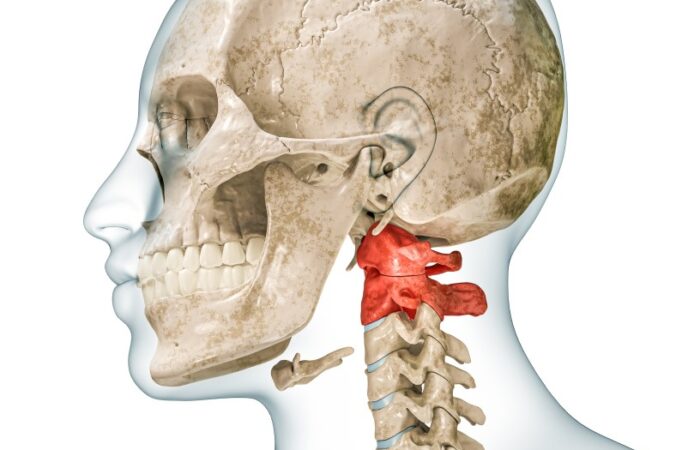 رسم ثلاثي الأبعاد للجمجمة وفقرات الرقبة