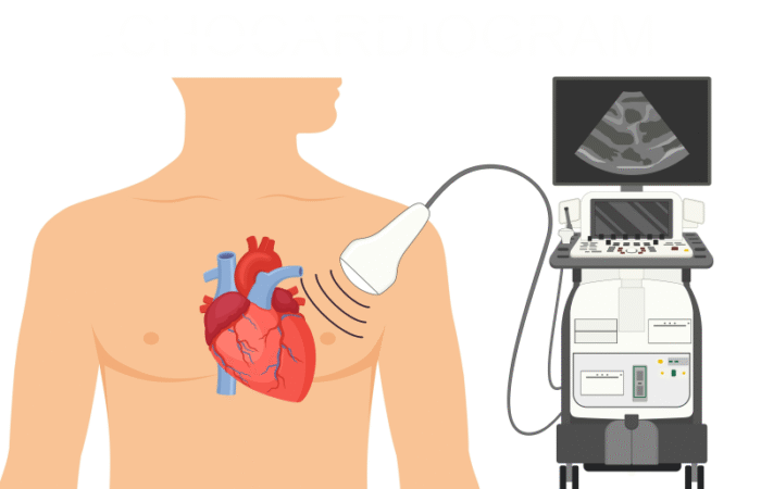رسم توضيحي لجهاز إيكو القلب