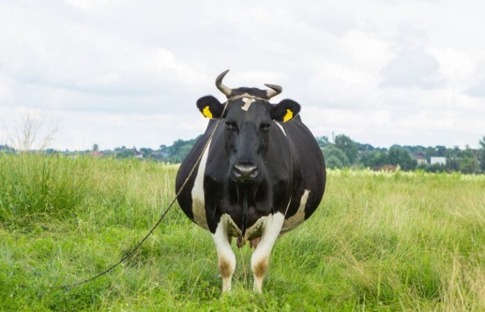 بقرة حامل كبيرة الحجم سوداء وبيضاء اللون