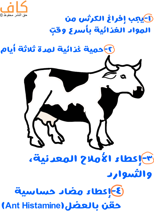 رسم توضيحي لبقرة سوداء وبيضاء اللون ومن حولها شرح لعلاج التخمة عند الأبقار: حيث يجب إفراغ الكرش من المواد الغذائية بأسرع وقت، حمية غذائية، إعطاء الأملاح المعدنية، إعطاء مضاد حساسية