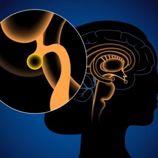 رسم توضيحي للغدة الصنوبرية ضمن الدماغ