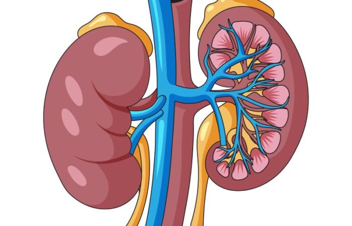 رسم توضيحي للكلية وتواجد الغدة الكظرية أعلاها