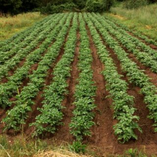 حقل زراعي مزروع بنبات البطاطا بشكل خطوط طولية منظّمة