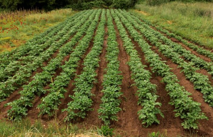 حقل زراعي مزروع بنبات البطاطا بشكل خطوط طولية منظّمة