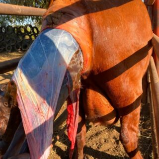 بقرة بنية اللون في الحظيرة تلد عجل