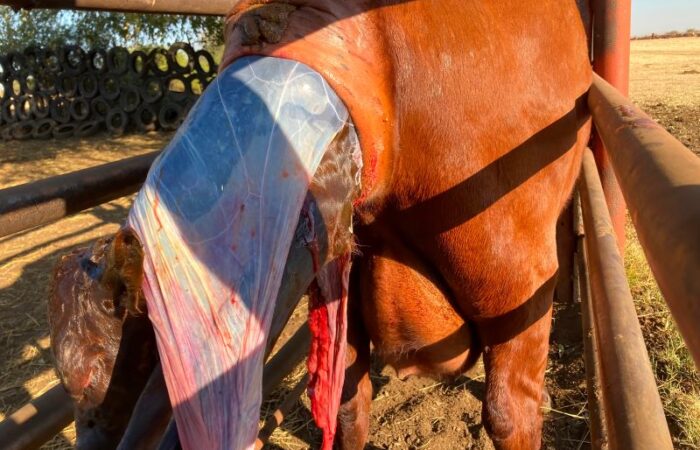 بقرة بنية اللون في الحظيرة تلد عجل