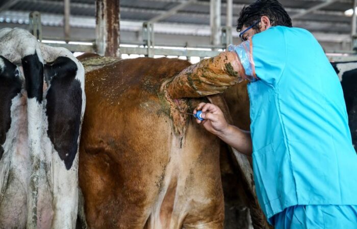 طبيب بيطري يقوم بتلقيح بقرة بنية اللون ضمن الحظيرة