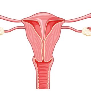 رسم توضيحي لجهاز التناسل الأنثوي عند الإنسان