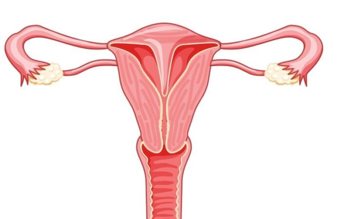رسم توضيحي لجهاز التناسل الأنثوي عند الإنسان