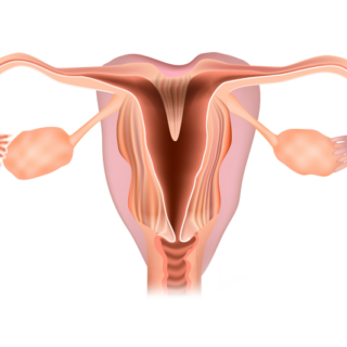رسم توضيحي لجهاز التكاثر الأنثوي ويظهر الرحم على شكل قلب