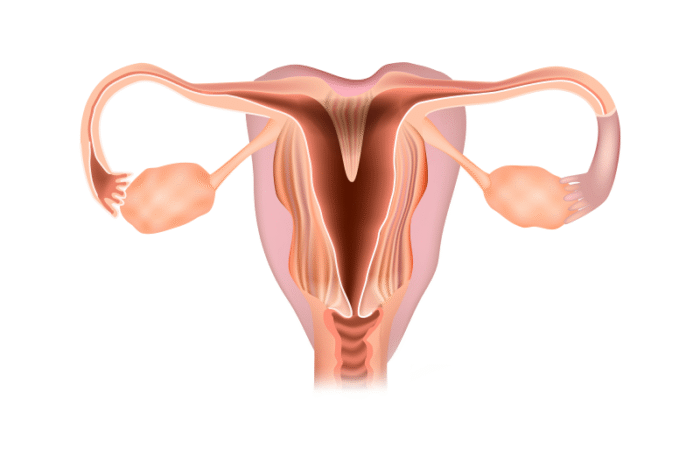 رسم توضيحي لجهاز التكاثر الأنثوي ويظهر الرحم على شكل قلب
