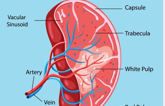 رسم توضيحي للطحال