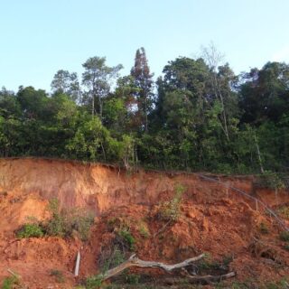 تلة رملية عليها أشجار على قمتها وهناك انهيار رملي في وسطها وسقوط للأشجار