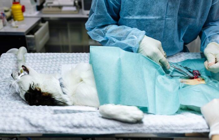 إجراء عملية جراحية لكلب منزلي مخدر على طاولة العمليات في عيادة بيطرية