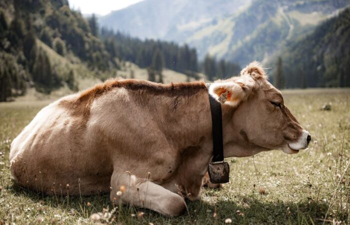 بقرة بنية اللون في رقبتها جرس جالسة على الأرض في الغابة