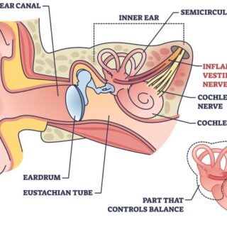 رسم توضيحي لأذن الإنسان